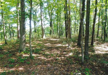 woods1